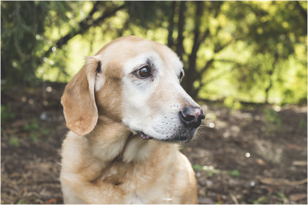 Camden Family Photography, Angie Duncan Photography, www.angieduncan.com.au